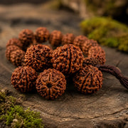 Rudraksha Samen
