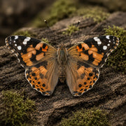 Schmetterling